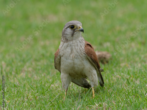 Australian Kestrel also known as Nankeen Kestrel (Falco cenchroides) closeup standing on a green grass