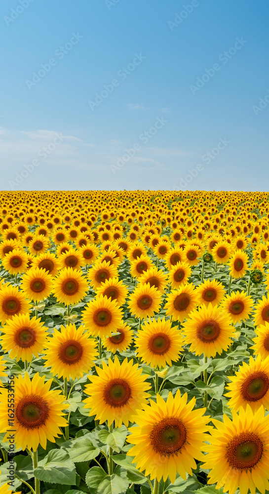 Fototapeta premium 満開のひまわり畑と澄み渡る青空の夏景色