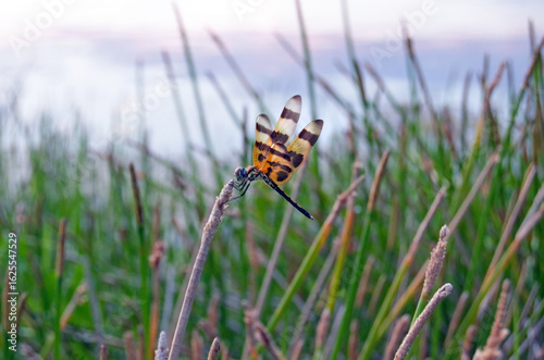 Dragonfly Landing in SW Florida