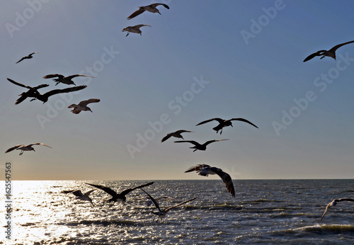 Wallpaper Mural Birds in Flight in SW Florida Torontodigital.ca