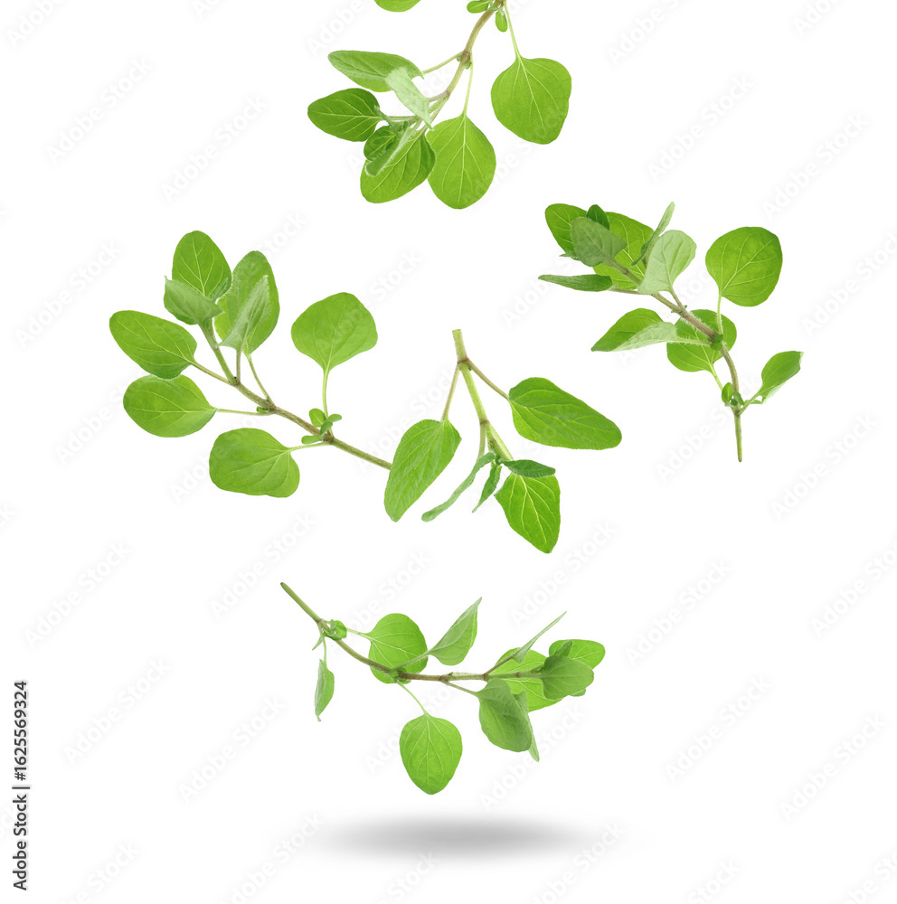 Fototapeta premium Fresh oregano plant branches falling against white background