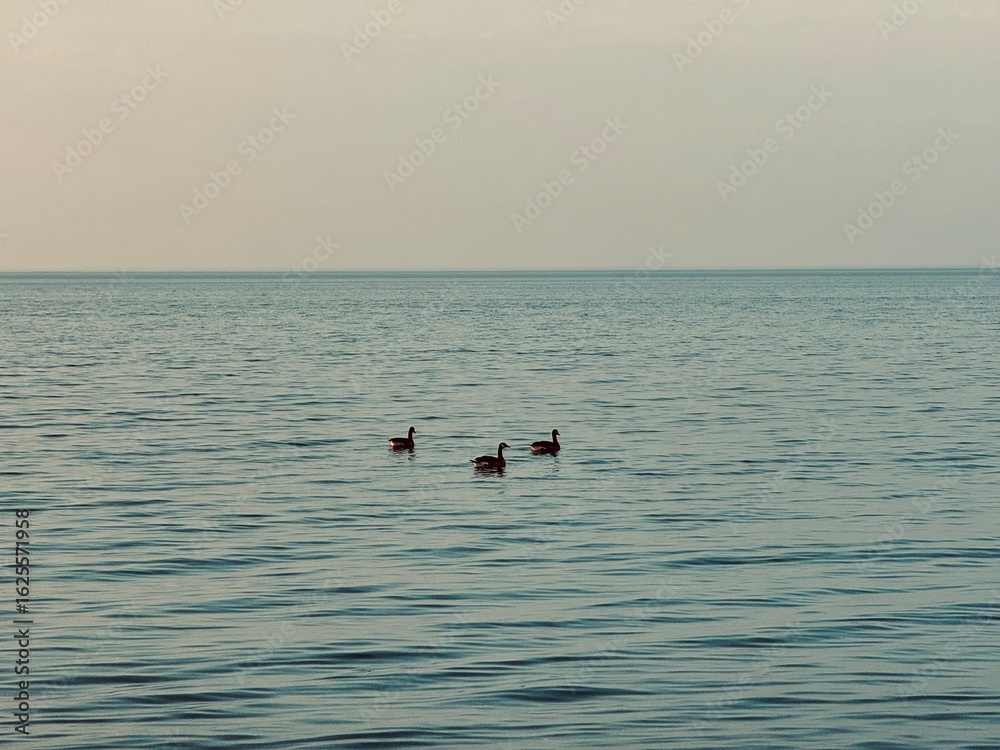 Fototapeta premium ducks in the lake