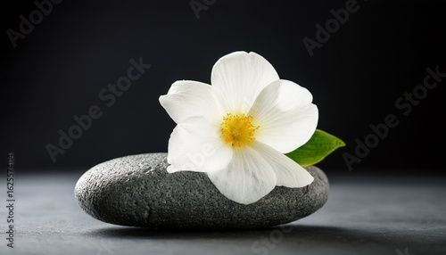 white flower on smooth gray stone against dark background