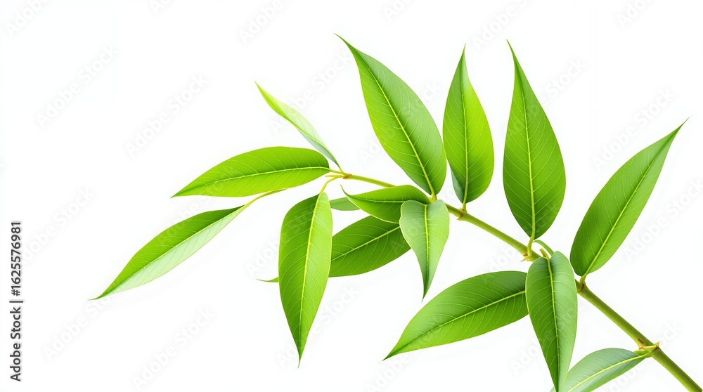 Fototapeta premium Fresh Green Leaves on a White Background