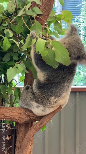 A cute grey Australian koala, a wild marsupial, clings to a green eucalyptus tree branch
