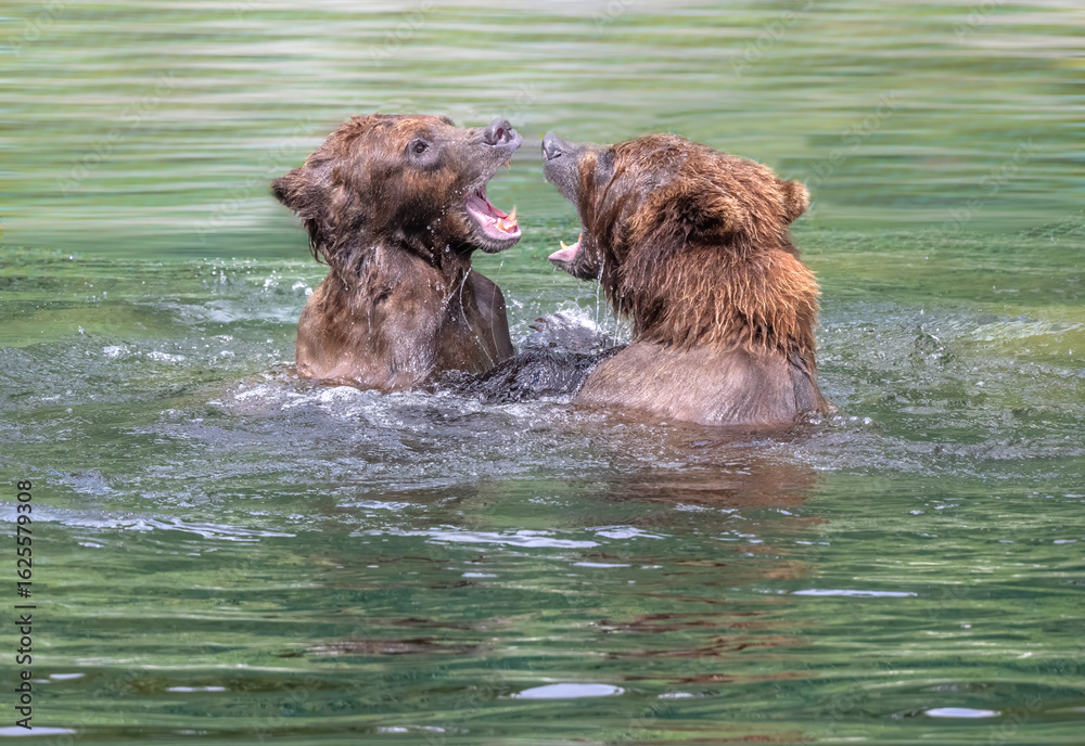 Fototapeta premium Brown Bears Play Fighting