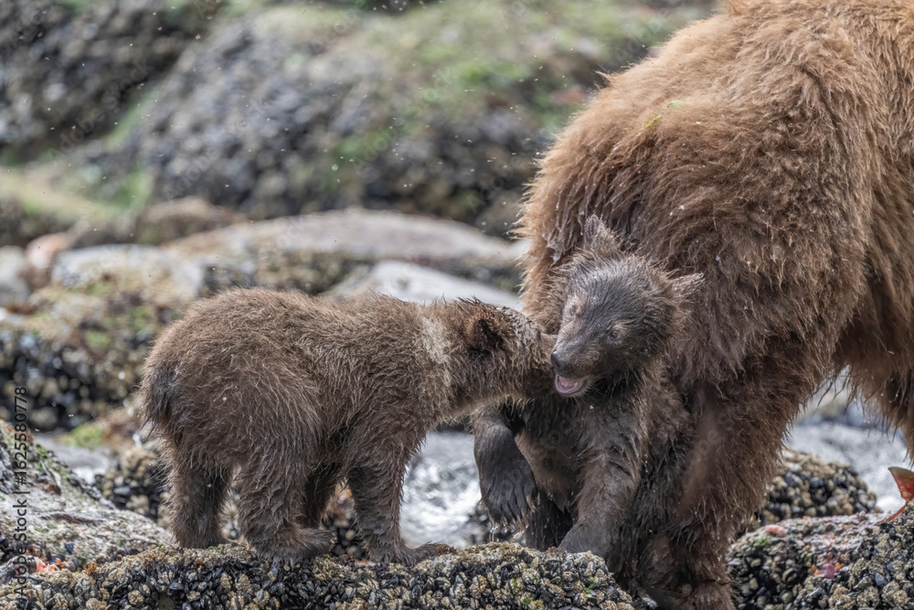 Fototapeta premium Brown Bear Cubs