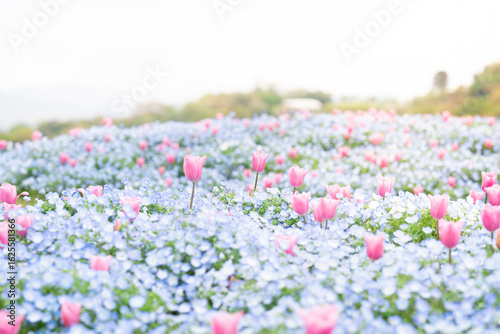 Spring Field with Pink Tulips and Baby Blue Eyes Flowers in Bloom