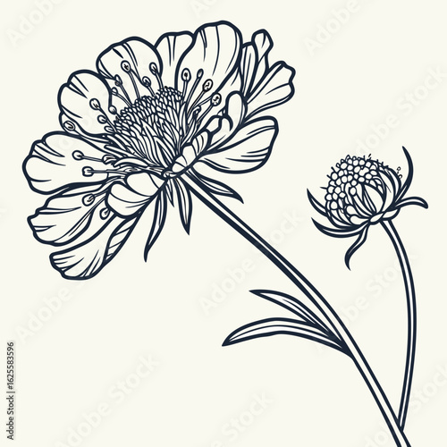 Two scabiosa flowers line art silhouette isolated on white background