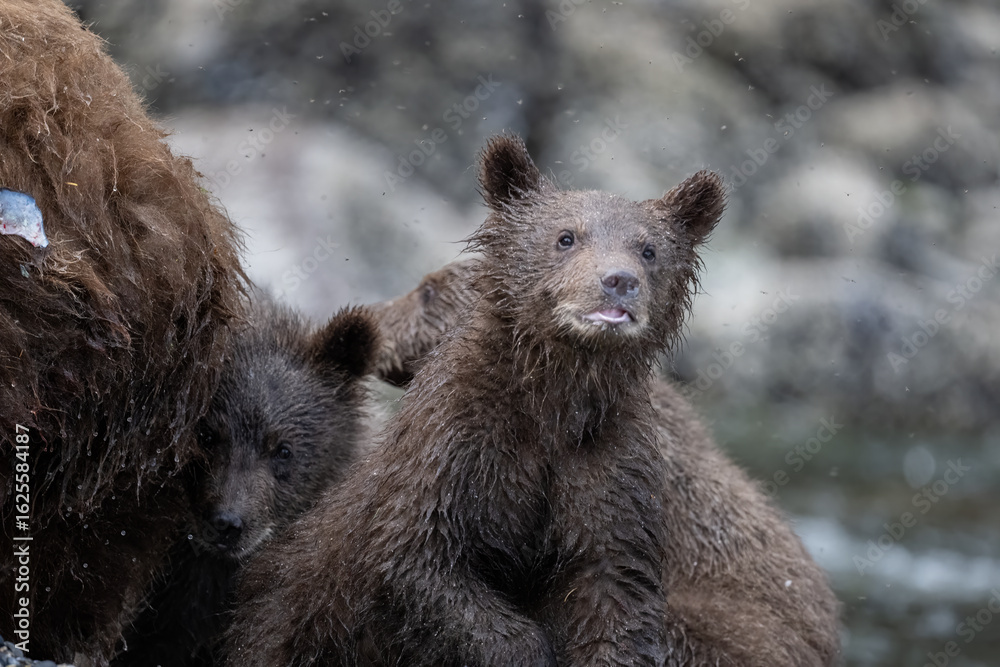 Fototapeta premium Brown Bear Cub Trio