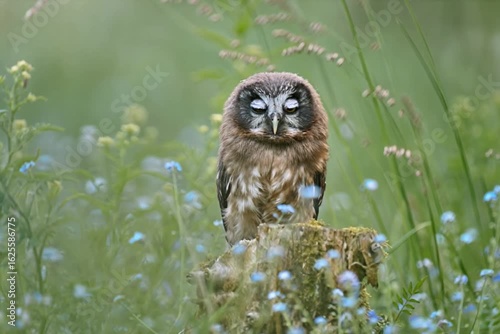 Boreal owl falling asleep on a tree stump