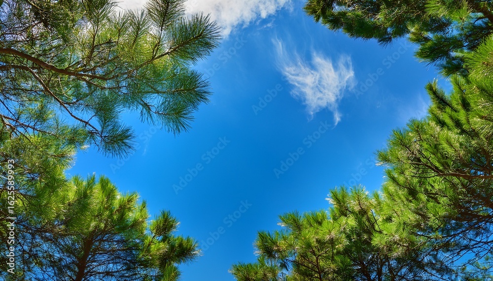 Obraz premium lush pine branches reach towards a vibrant blue sky clear sky is framed by the green foliage of pine trees lush green trees framing a vibrant blue sky with a few wisps of clouds