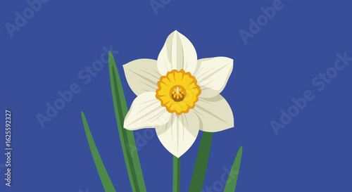 Elegant white daffodil blossom with a bright yellow center isolated on a deep blue backdrop bringing the essence of spring