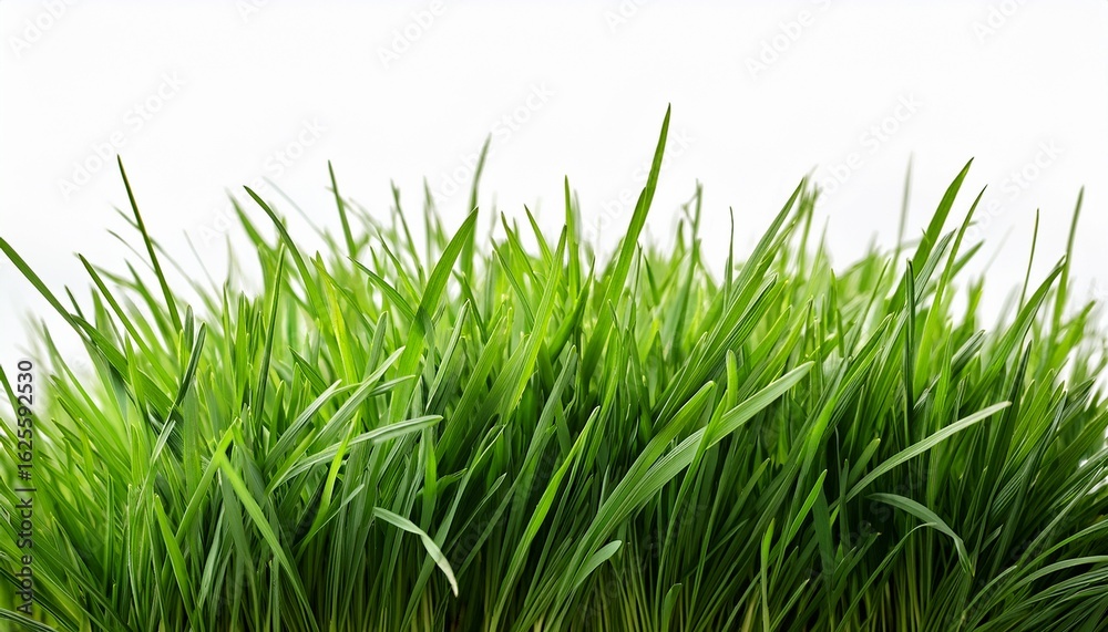 Obraz premium fresh green grass isolated against a transparent background