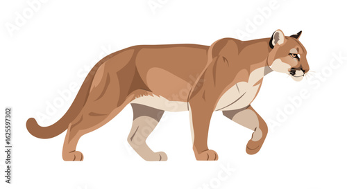 Graphical depiction of a cougar in motion showcasing its muscular build and graceful stride while walking isolated on white backdrop