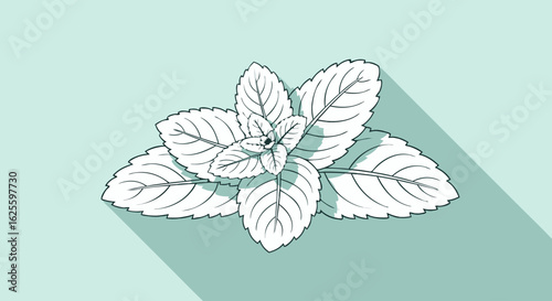 Elegant Mint Sprig Illustration with Long Shadow on a Serene Pale Green Backdrop Depicting Freshness and Simplicity in a Modern Artistic Style