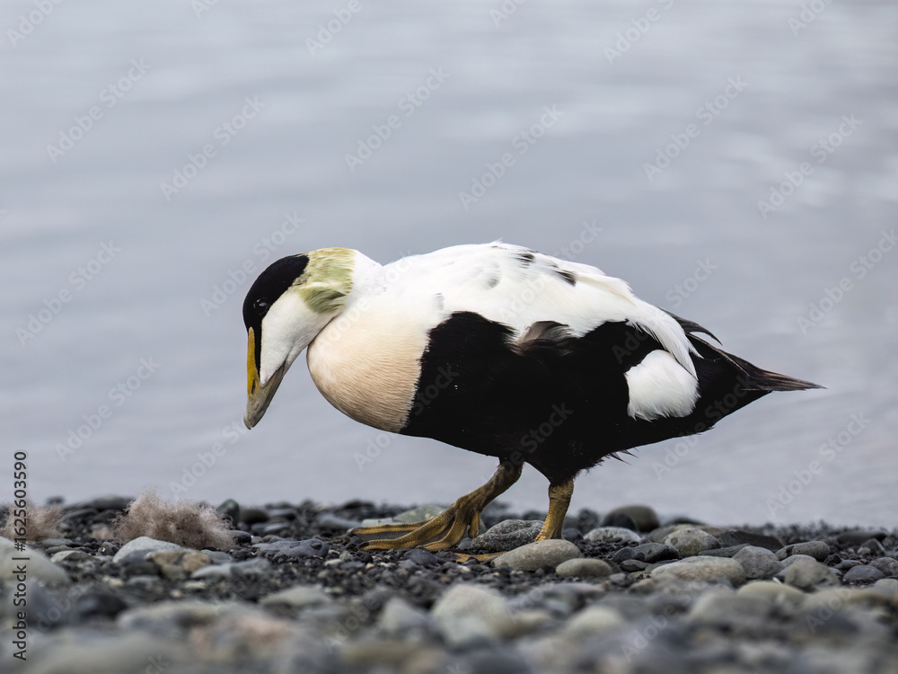 Fototapeta premium Common Eider Duck Foraging Along Rocky Shoreline