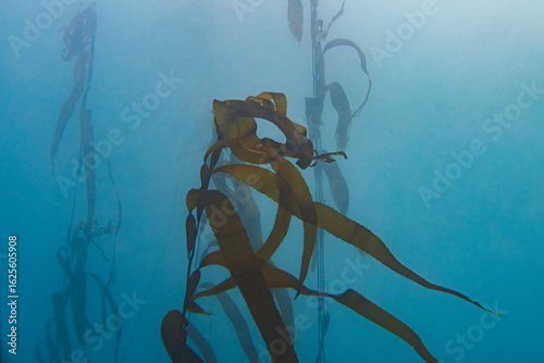 Giant Kelp (Macrocystis pyrifera) at Breaker Bay, Wellington, New Zealand