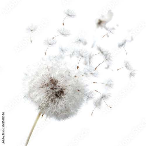 A dandelion seed head dispersing seeds in the wind (1)