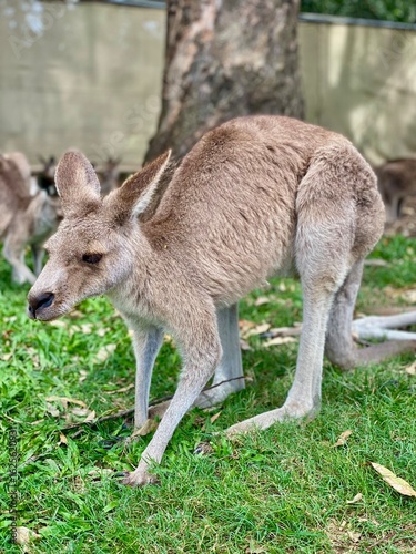 Kangaroo Standing on Grass in Natural Setting – Australian Wildlife 