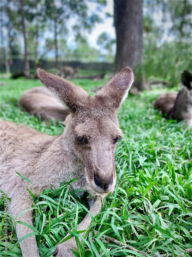 Fototapeta premium Resting Kangaroo on Green Grass – Australian Wildlife in Natural Setting