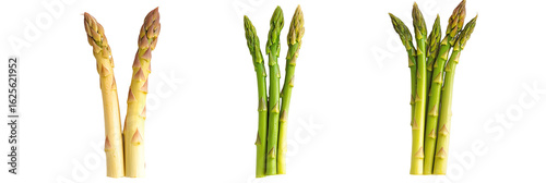 set of asparagus isolated on white