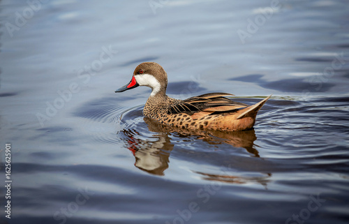 White-cheeked Pintail (Anas bahamensis) duck swimming in reflective water