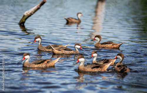 White-cheeked Pintail (Anas bahamensis) duck swimming in reflective water