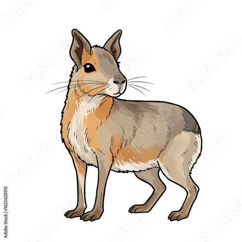 Cute Patagonian Mara Illustration Adorable Cavy Rodent Wildlife Animal Artwork Isolated