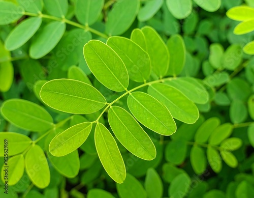 Lush green leaves close up (1)