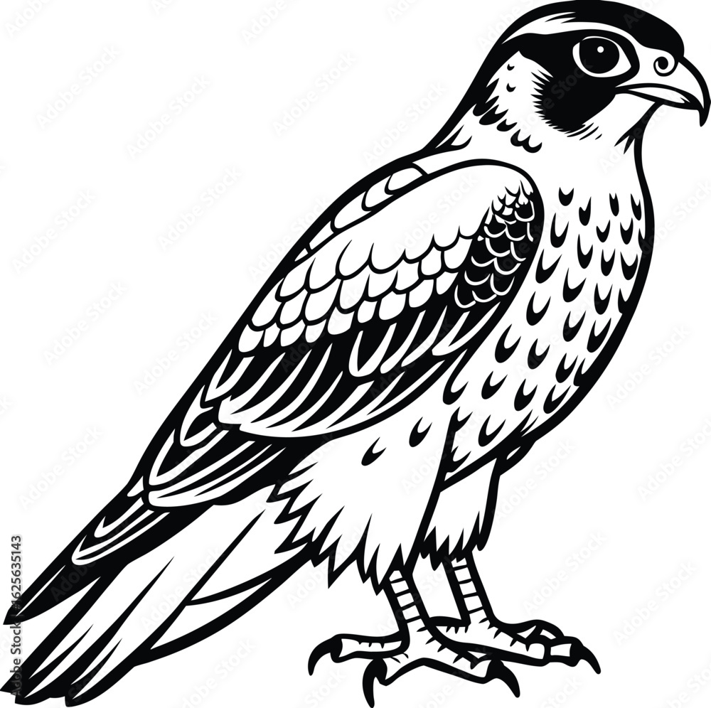 Fototapeta premium Falcon illustration isolated on white background, a majestic bird of prey design