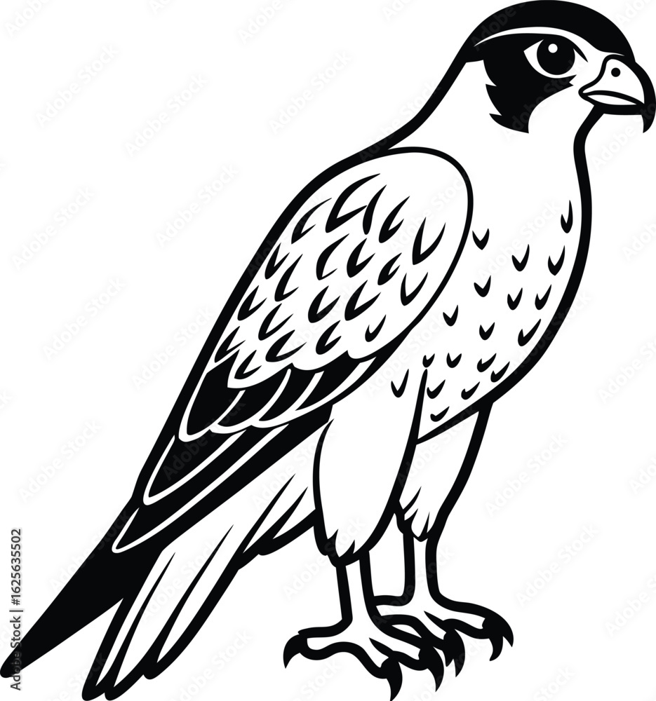 Fototapeta premium Illustration of a falcon bird of prey, isolated on white background