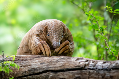 The Indian pangolin - Manis crassicaudata	