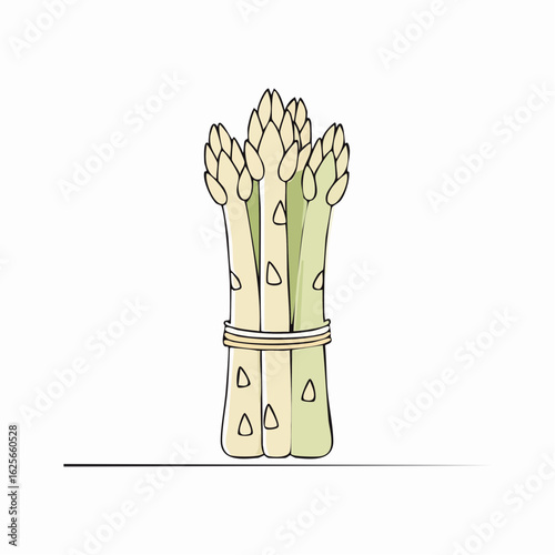 Minimalist asparagus vector illustration highlighting fresh spring vegetables art