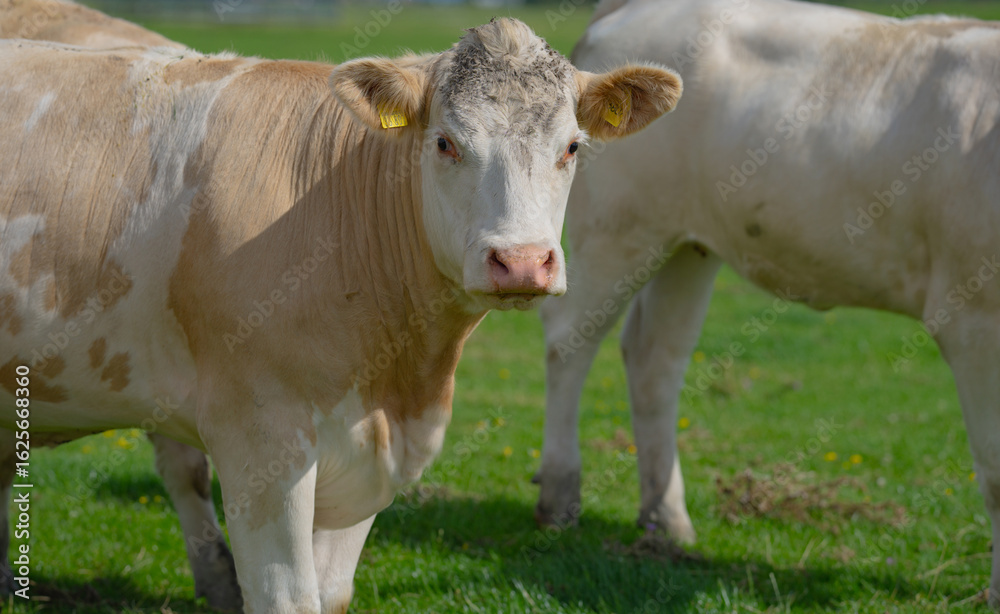 custom made wallpaper toronto digitalCattle in grass field. Cow grazing on nature landscape.
