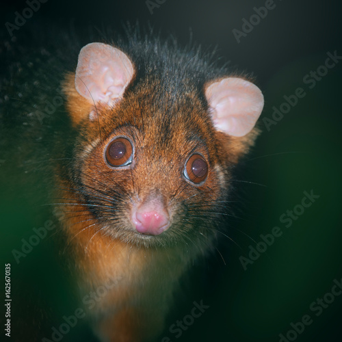 Common Ring-tailed Possum looking for food at night.