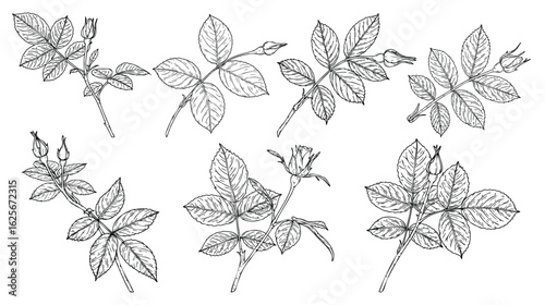 Wallpaper Mural Set of Rose ornament vector by hand drawing.Beautiful flower on transparent background.rose branch vector art highly detailed in line art style.Flower tattoo for paint or pattern Torontodigital.ca