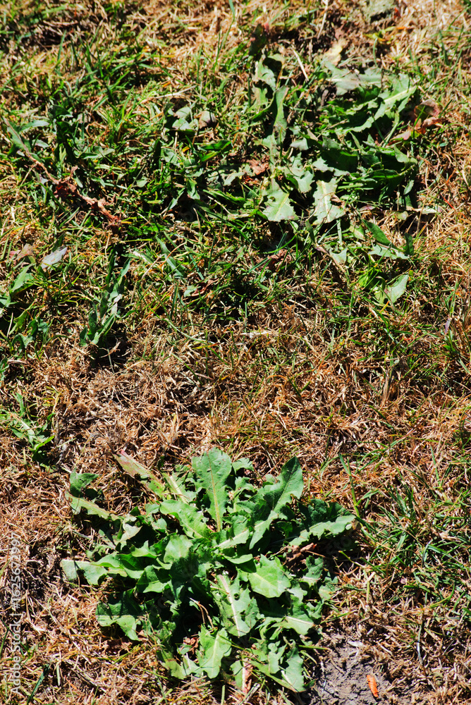 Obraz premium Weeds on a lawn