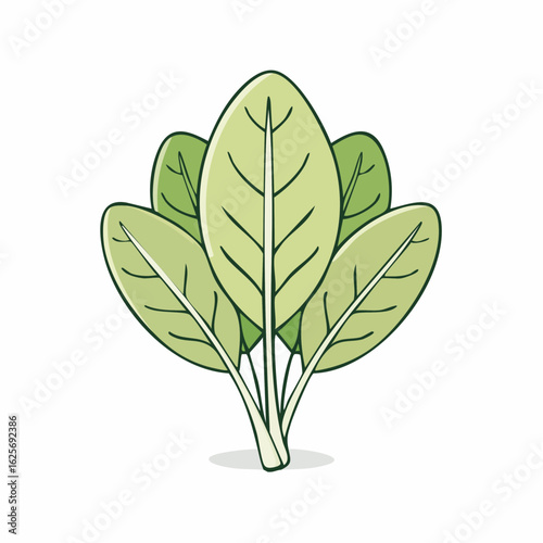 Fresh spinach leaves illustration on a white background featuring healthy eating