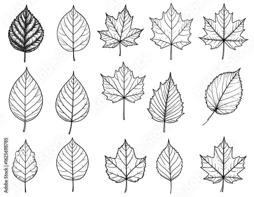 Leaf Line Art Collection.