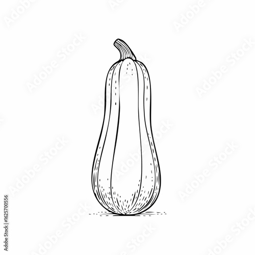 Elegant Butternut Squash Illustration: A Detailed Black and White Vegetable Sketch for Design