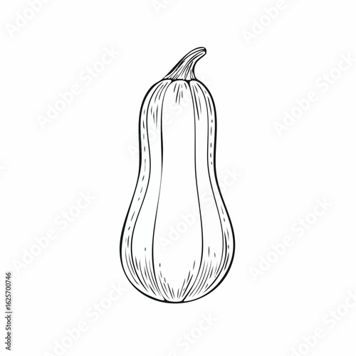 Elegant Line Art Depicting a Butternut Squash: A Botanical Illustration in Monochrome