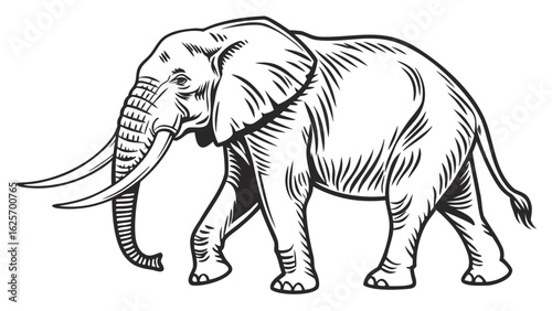 Illustration of an african elephant walking with detailed line work and defined features shown clearly