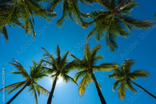 Wallpaper Mural Palm background. Summer paradise concept. Green jungle. Tropical background. Exotic summer vibes. Palm wallpaper. Palm leaves in sunlight. Tropical design pattern. Hawaii summer. Tropical design. Torontodigital.ca