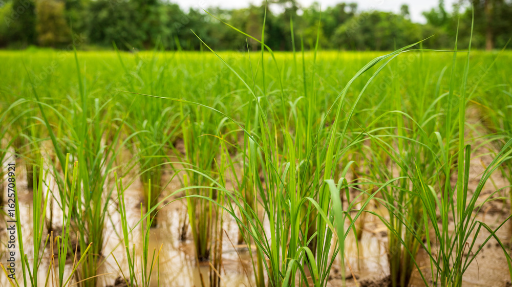 Fototapeta premium Lush green rice plants grow in a fertile field