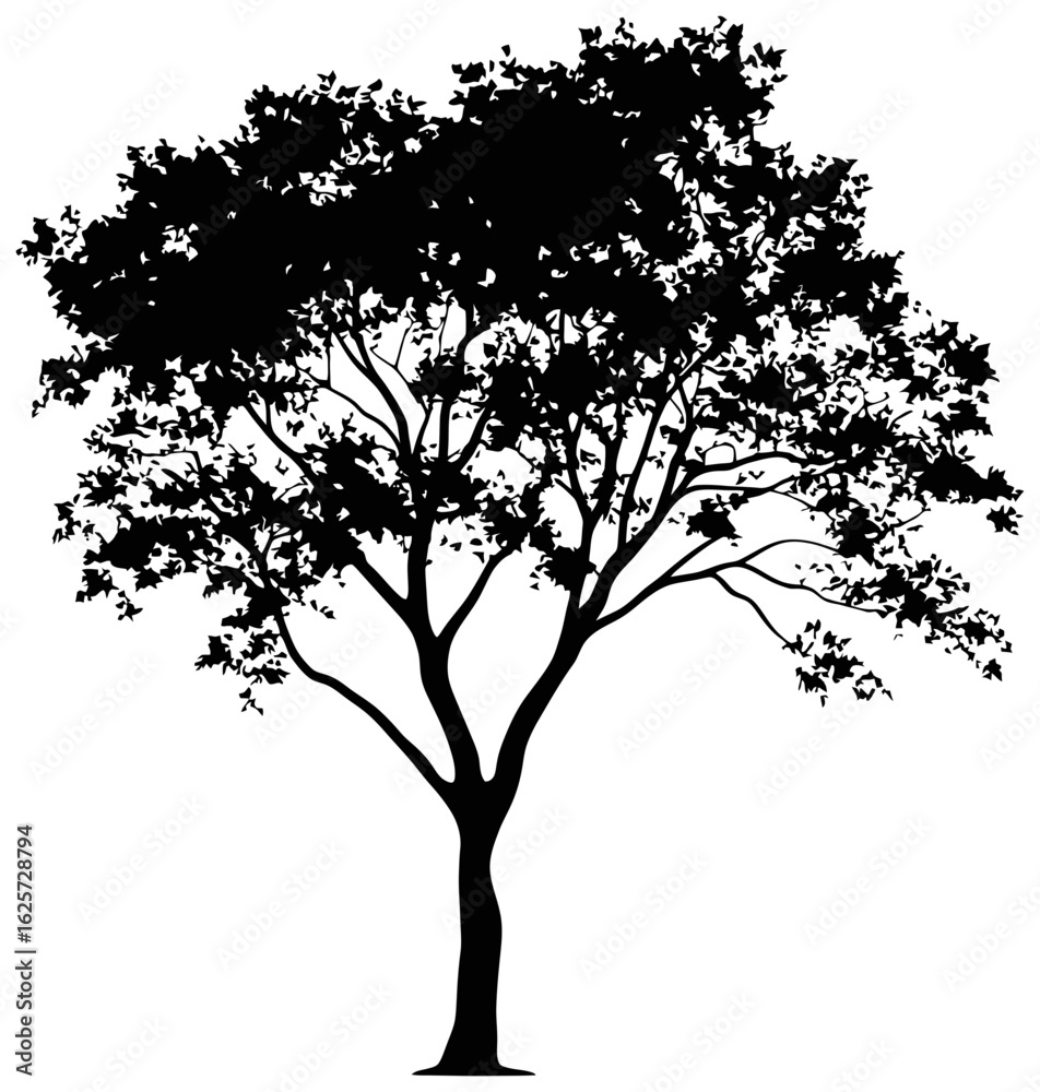 Obraz premium Eucalyptus tree silhouette drawing
