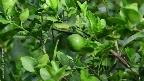 Lime fruit on lime tree in organic farm.