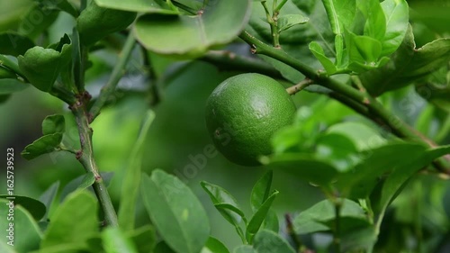 Lime fruit on lime tree in organic farm.