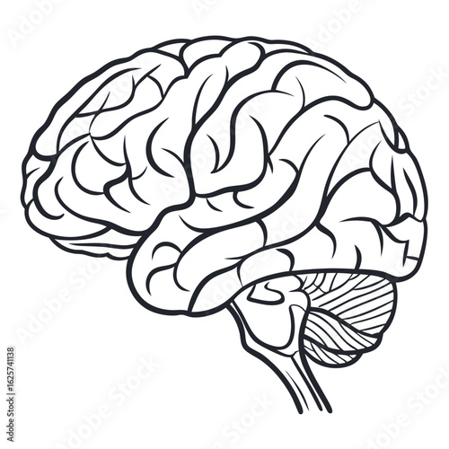 Human brain illustration black and white side view anatomy medical education concept vector drawing