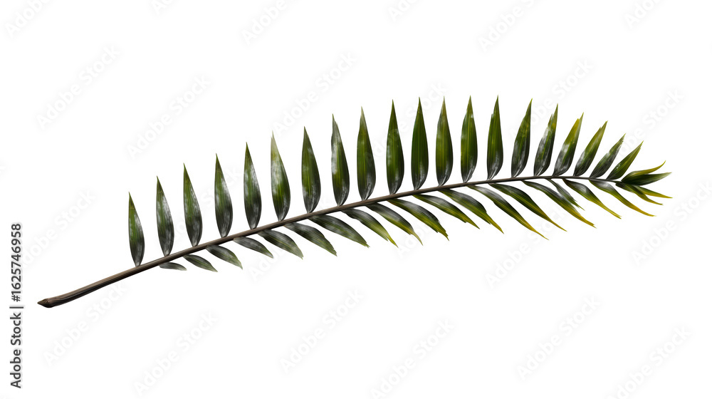 Green palm leaf on transparent background ready for decoration Green palm leaf on transparent background ready for decoration
